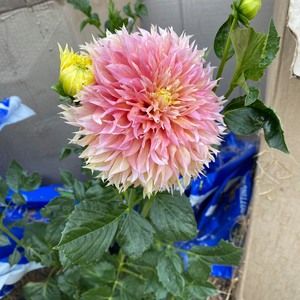 Meet your Posher, Karen